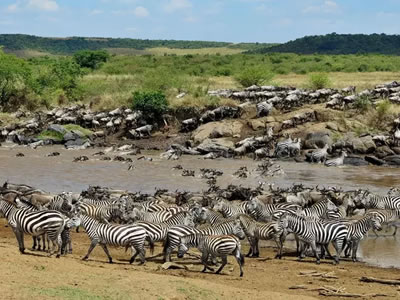 8-day Wildebeest Migration Crossing Tanzania