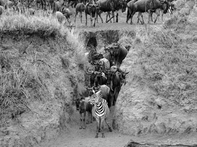 7-day Wildebeest Serengeti Tanzania