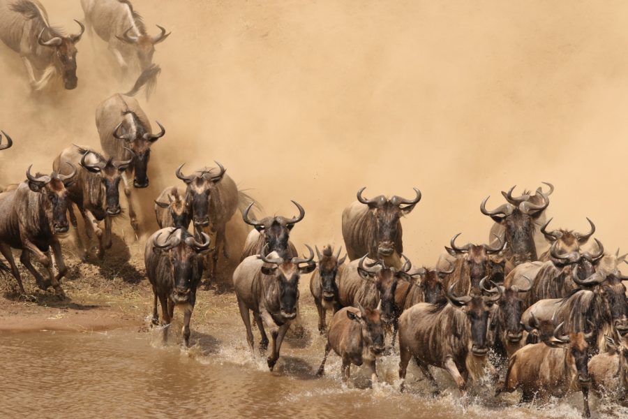Lamai_Wildlife_Migration_Penny_Parker_2022__10_