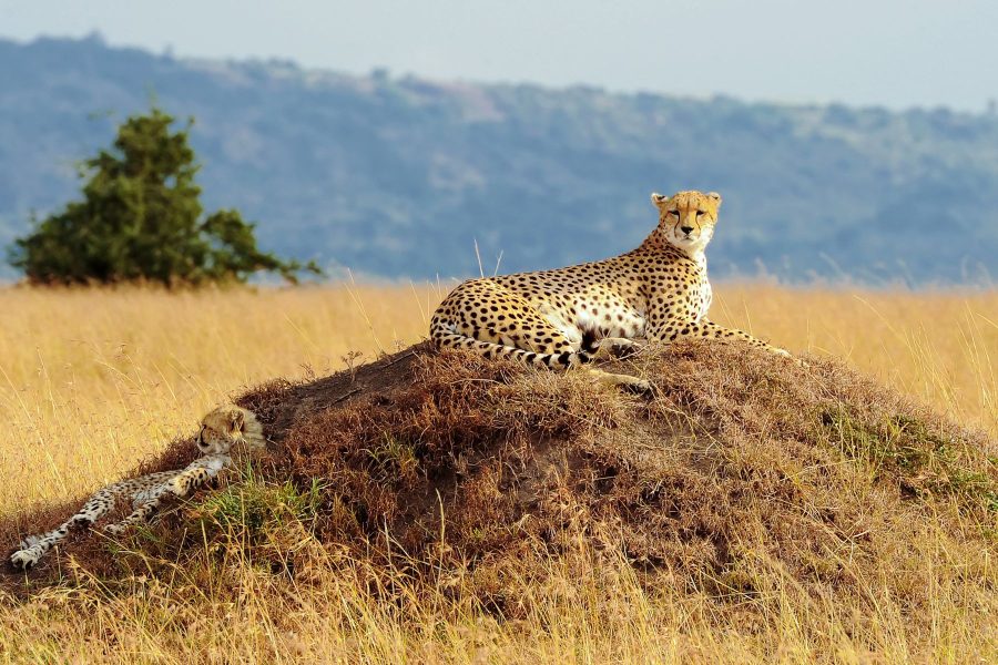 Masai-Mara-National-Reserve.-