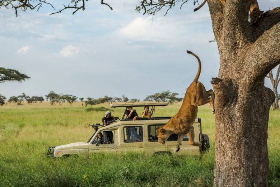 Masterpiece-tanzania-safaris.jpg