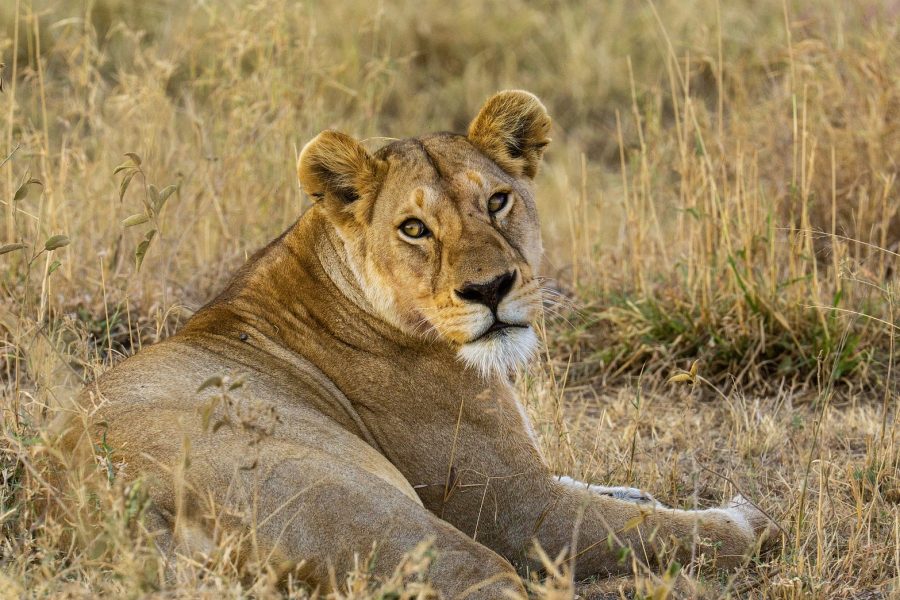 Tanzania-Safari-African-Wildlife-Tanzania-Safaris-Cultural-Safaris-in-Tanzania-Tours