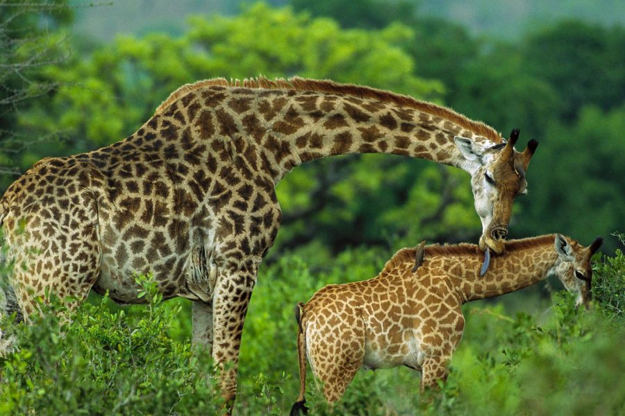 arusha-national-park-day-trip.jpeg