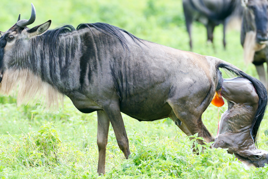 calving-season-serengeti-migration-1024x576