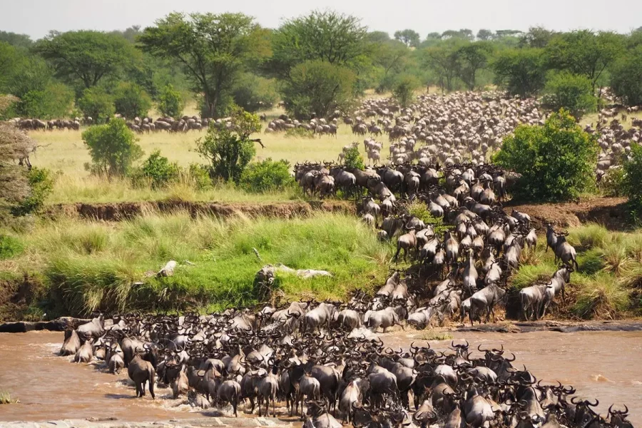 migration-jorge-tung-go2africa.jpg