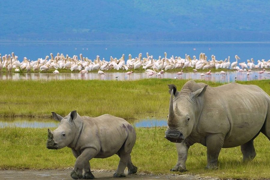 nakuru-national-park